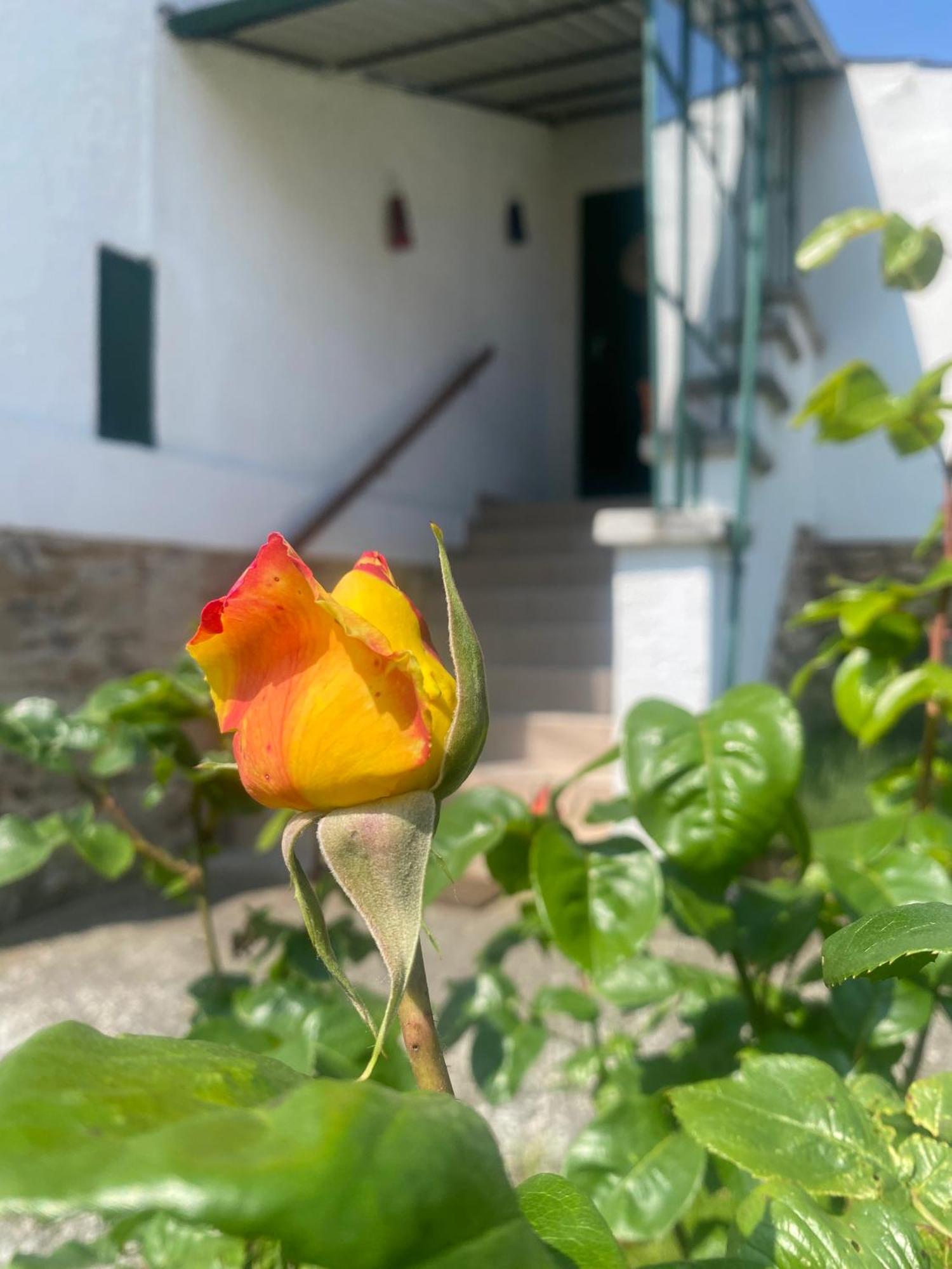 Appartamento Majolika Ház Sopron Esterno foto